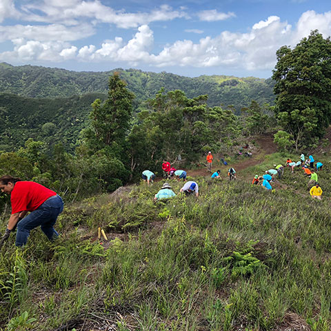 Ko'olau Mountains Watershed Partnership 