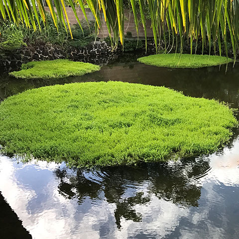 Maunalua Fishpond Heritage Center